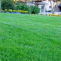 Lawn aeration image 1